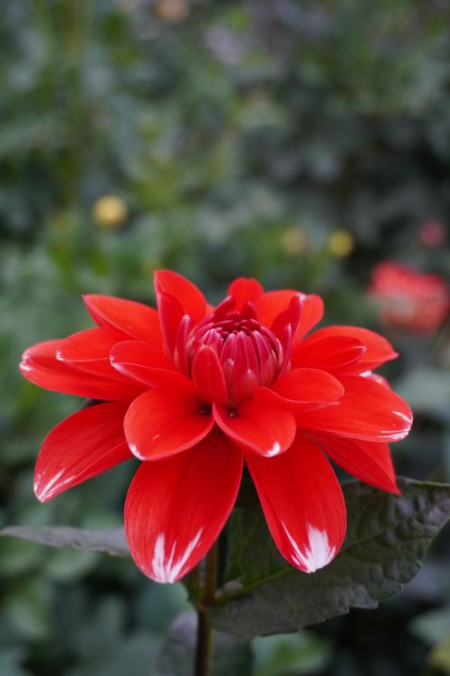 Free Close-up of a vibrant red dahlia flower in full bloom, showcasing its intricate petals against a natural green background. Stock Photo