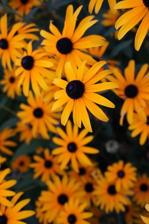 Free Close-up of vibrant black-eyed susans blooming outdoors in summer. Stock Photo