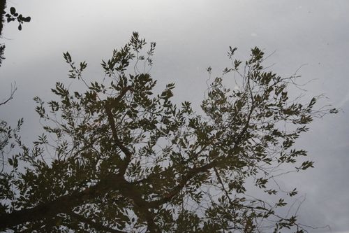 Free stock photo of branch, leaves, mirroring Stock Photo