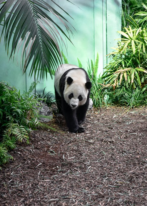 panda kostenlos