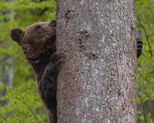 Free A brown bear climbs a tree in the lush forest of Romania, showcasing wildlife behavior. Stock Photo