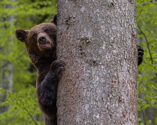 Free Brown bear peeks from behind tree in lush Romanian forest, showcasing wildlife in its natural habitat. Stock Photo