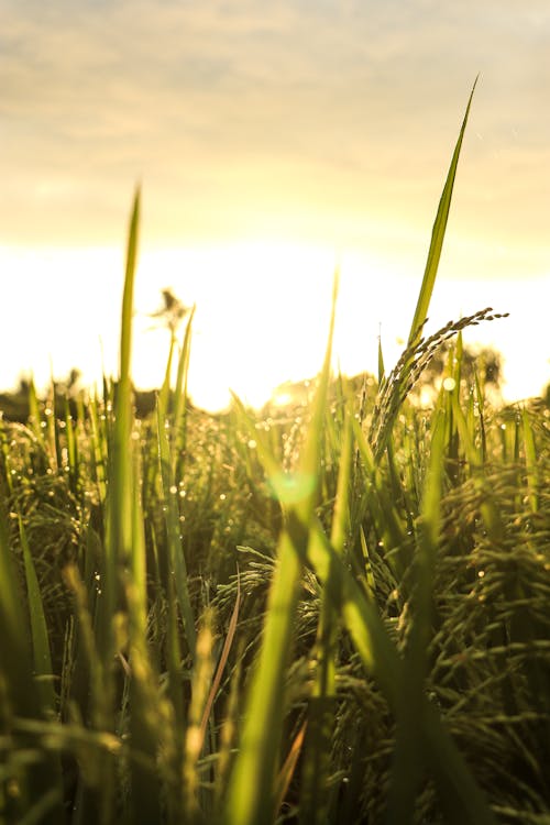 Green Grass Field