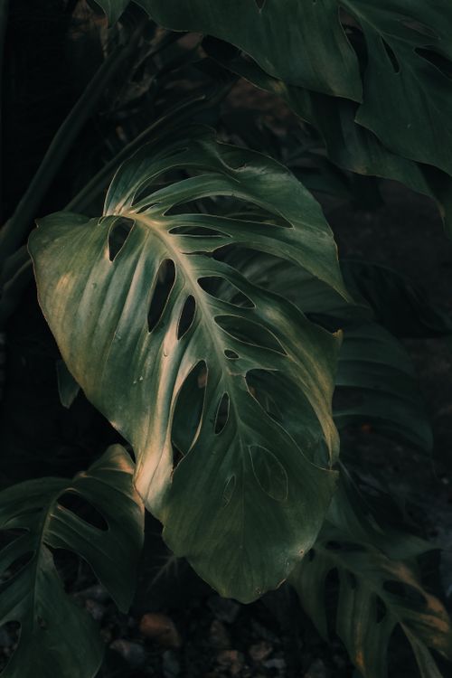 Free Close-up of a Monstera leaf with dramatic lighting and shadow effects highlighting its texture. Stock Photo