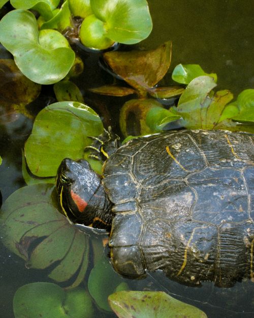 Free Close-up of a red-eared slider turtle swimming among aquatic plants in Mérida, Venezuela. Stock Photo