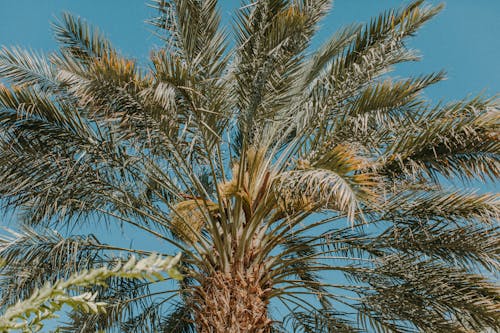 Gratis arkivbilde med blad, california, dato palm