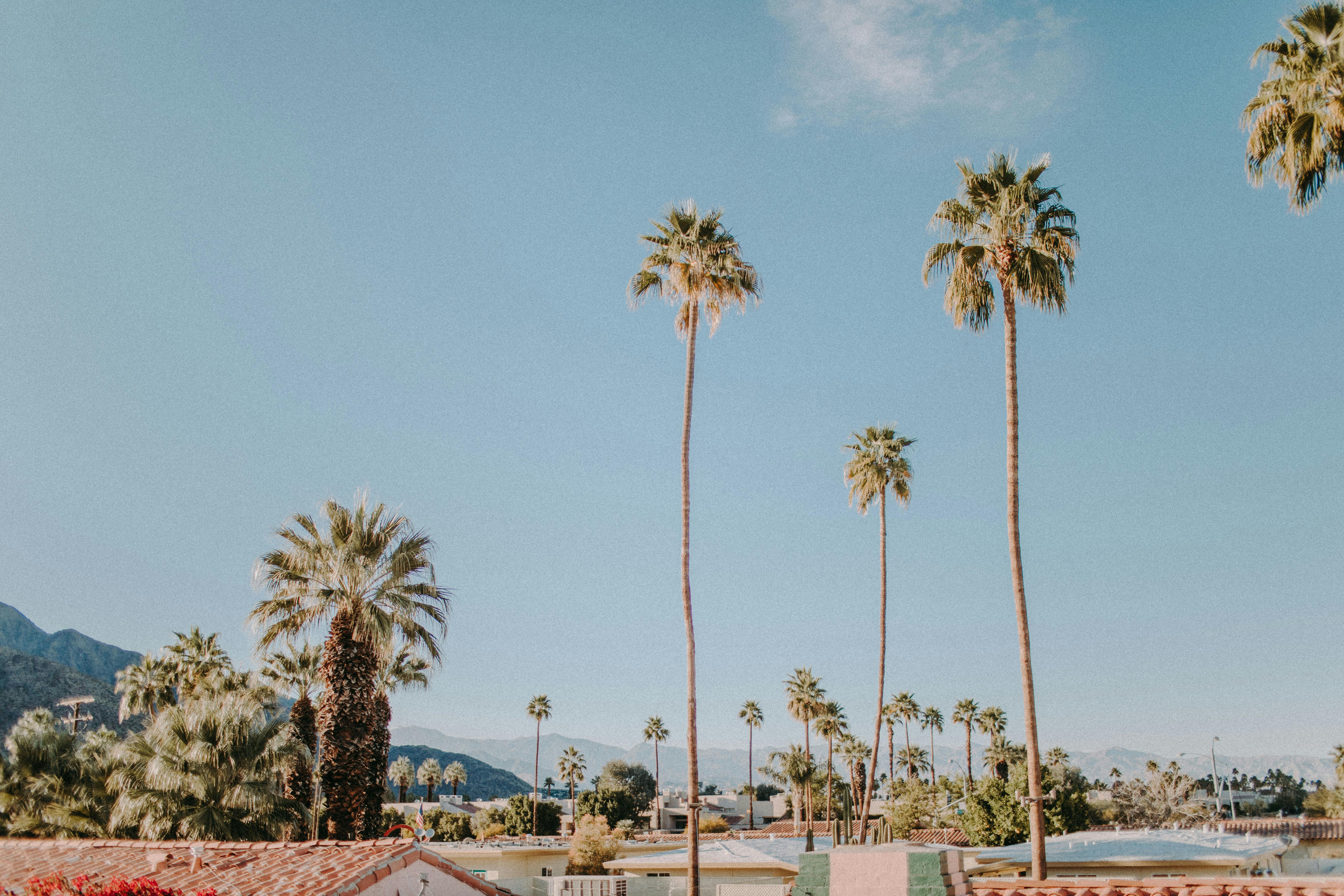 30k Palm Springs Pictures  Download Free Images on Unsplash