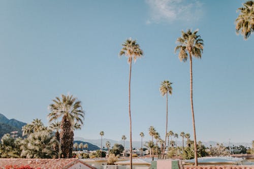 Free Palm Trees Under Blue Sky Stock Photo