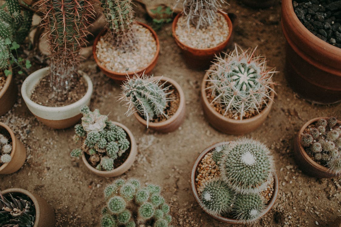 绿色仙人掌植物