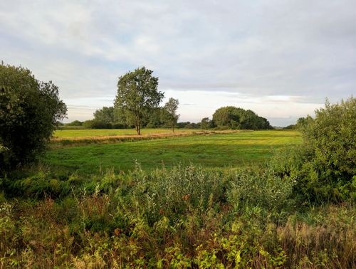 Free Peaceful wide open meadow with lush greenery under a cloudy sky. Stock Photo