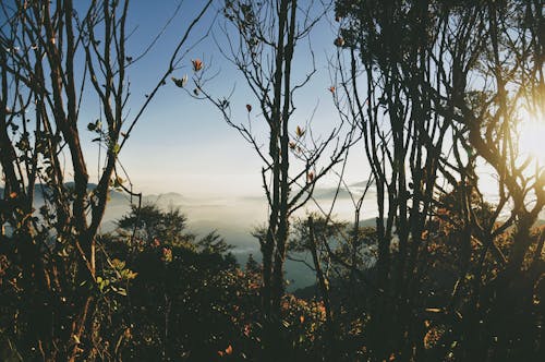 Immagine gratuita di alba, alberi, fotografia della natura