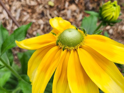 Free Bright yellow flower captured in a Toronto garden, showcasing the beauty of nature with detailed petals and green leaves. Stock Photo