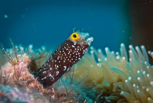 Free A stunning close-up of a blenny fish peering out among coral, showcasing marine biodiversity. Stock Photo