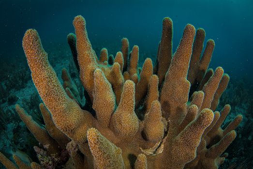 Meer & Lebendig in der Natur – Atemberaubendes Landschaftsfoto