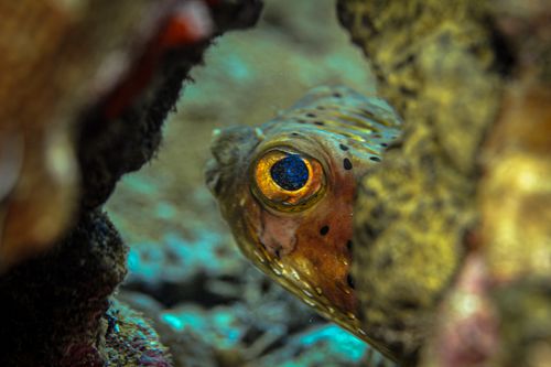 Free Intimate underwater view of a porcupinefish peering from coral, showcasing vibrant eye details. Stock Photo