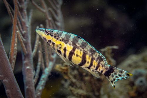 Free A vivid image of a Harlequin Bass swimming among corals in the Caribbean Sea. Stock Photo
