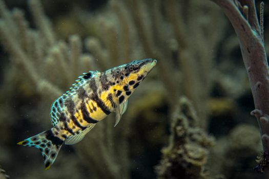 Geheimnisvolle Naturszene mit Meer & Lebendig