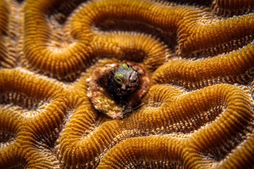 Wunderschöne Naturszene mit Nahaufnahme