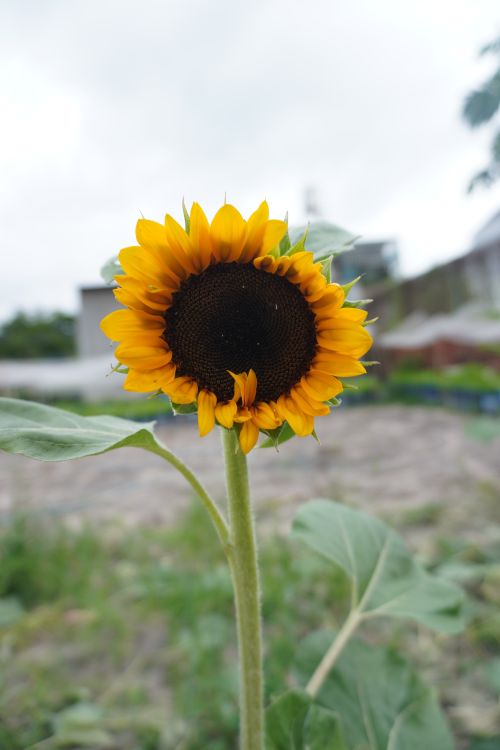Free Vibrant yellow sunflower blooming in an urban garden during summer. Stock Photo