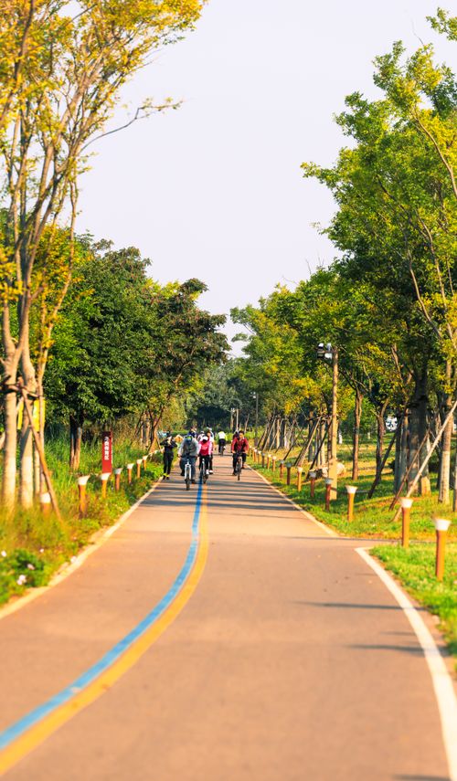 Free Group of people cycling on a scenic, tree-lined path on a sunny day, perfect for outdoor activities. Stock Photo