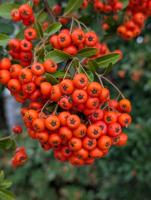 Free Close-up of bright orange pyracantha berries on a lush green bush, perfect for fall themes. Stock Photo