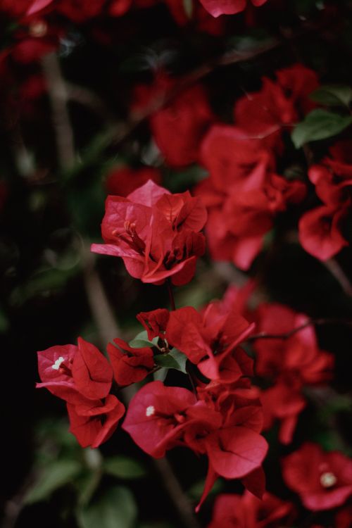 Free Red bougainvillea blooms creating a striking display in a lush Brazilian garden. Stock Photo