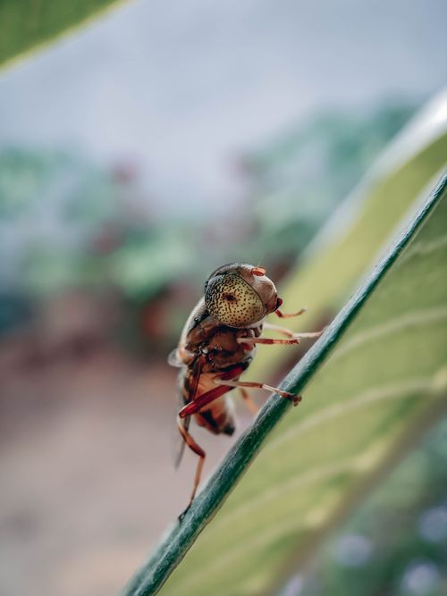 Free Detailed macro shot of a hoverfly resting on a leaf in Gurugram, India, showcasing intricate details. Stock Photo