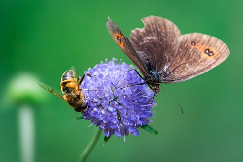Free A detailed macro shot of a butterfly and bee pollinating a purple flower in summer. Stock Photo