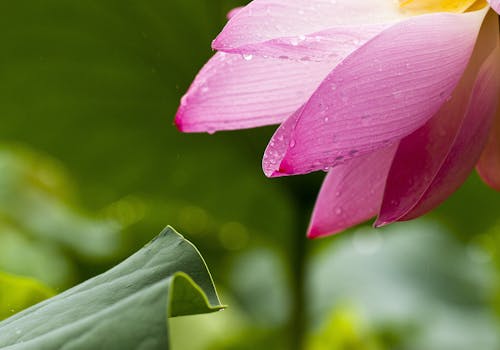 Flor Rosa De Varios Pétalos Cerca De La Hoja Verde