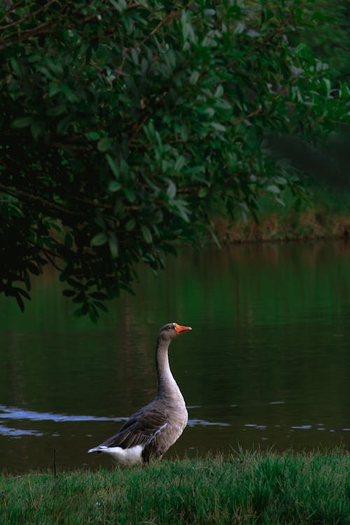 Grey Duck on Water Near Green Leaves