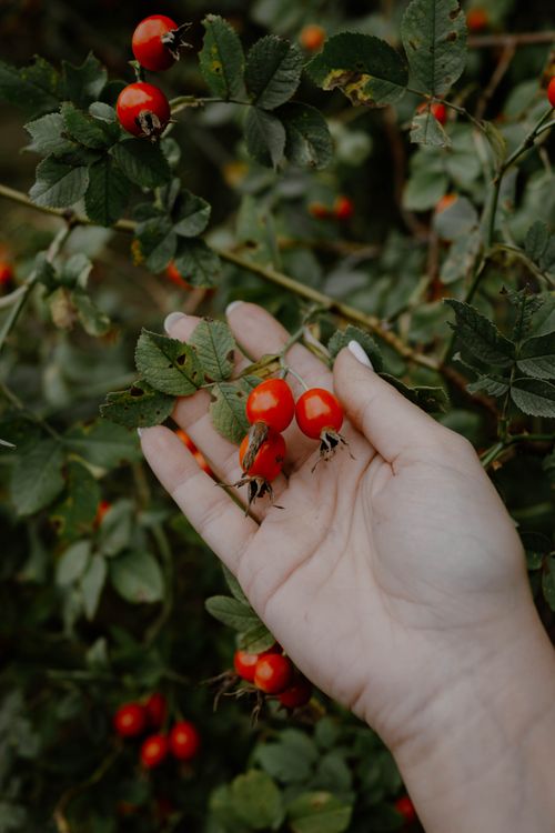 Free A close-up of a hand picking ripe rose hips from a green bush in Poland. Stock Photo