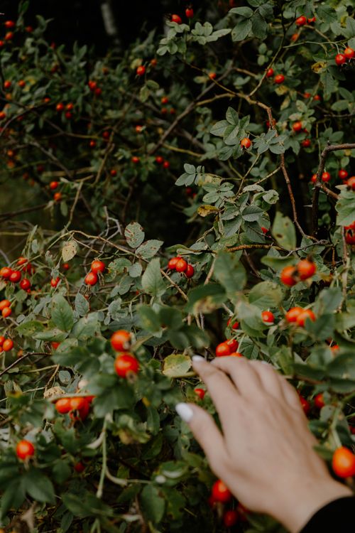 Free A person reaches for vibrant rose hips on a bush in Poland. Stock Photo