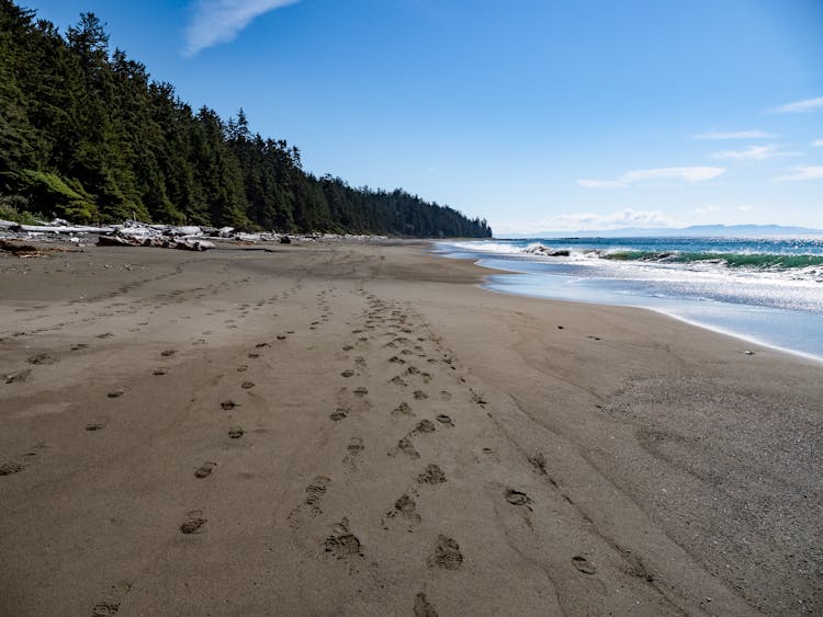 Beach Shore With Green Trees And Blue Sky