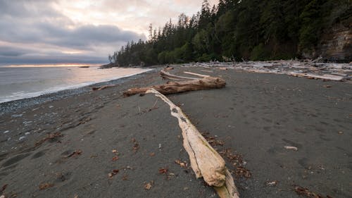 Brown Wood Log on Beach