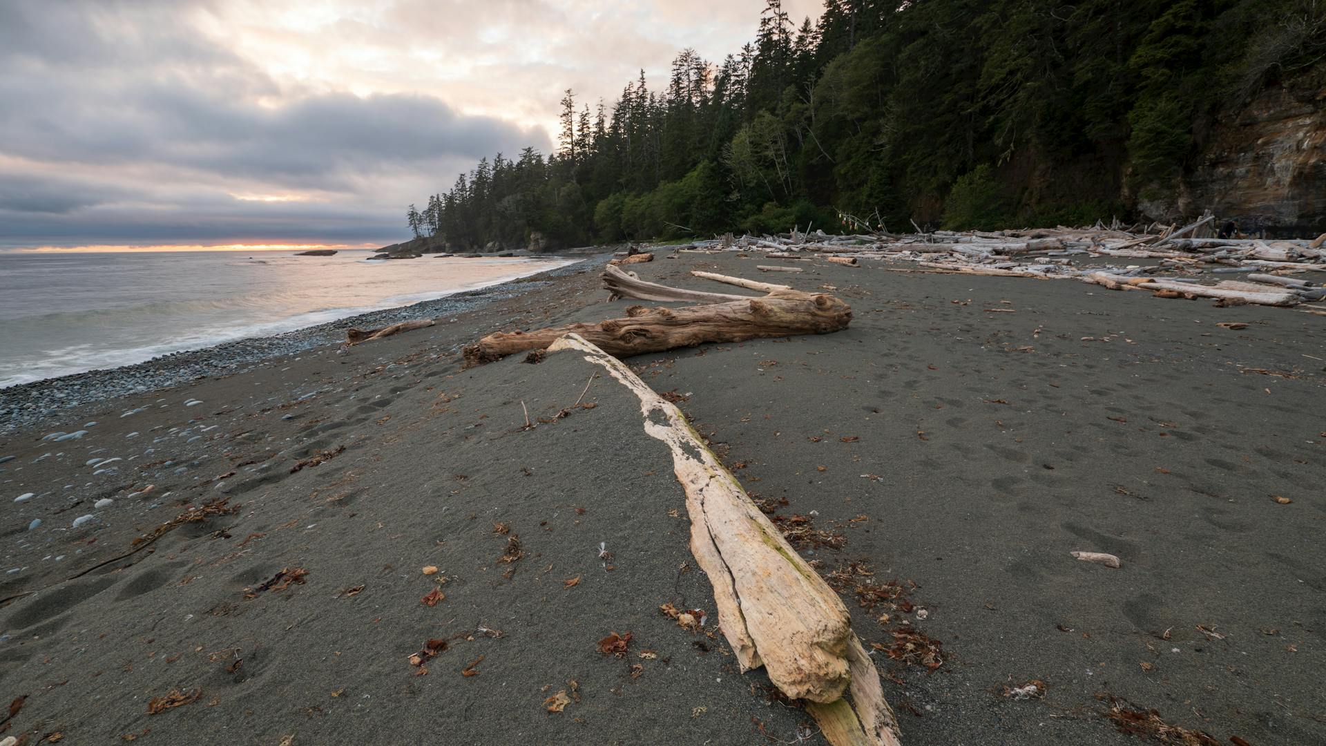 A peaceful beach landscape with driftwood and ocean at sunset on Vancouver Island, BC, Canada.