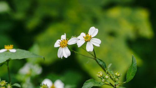 Free Beautiful close-up of white Bidens Alba flowers with yellow centers against a green blurred background. Stock Photo