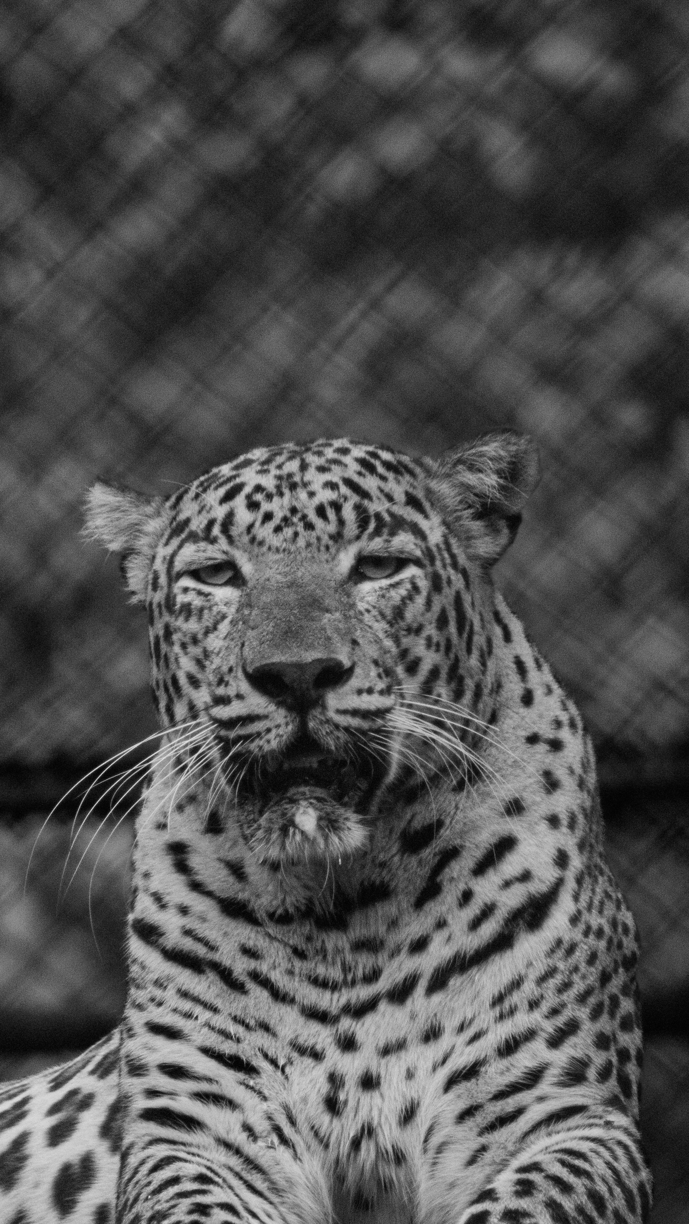 Captivating black and white portrait of a leopard showcasing its regal presence.