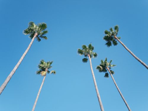 Free Five tall palm trees rise into a clear blue sky, representing tropical serenity and summer vibes. Stock Photo