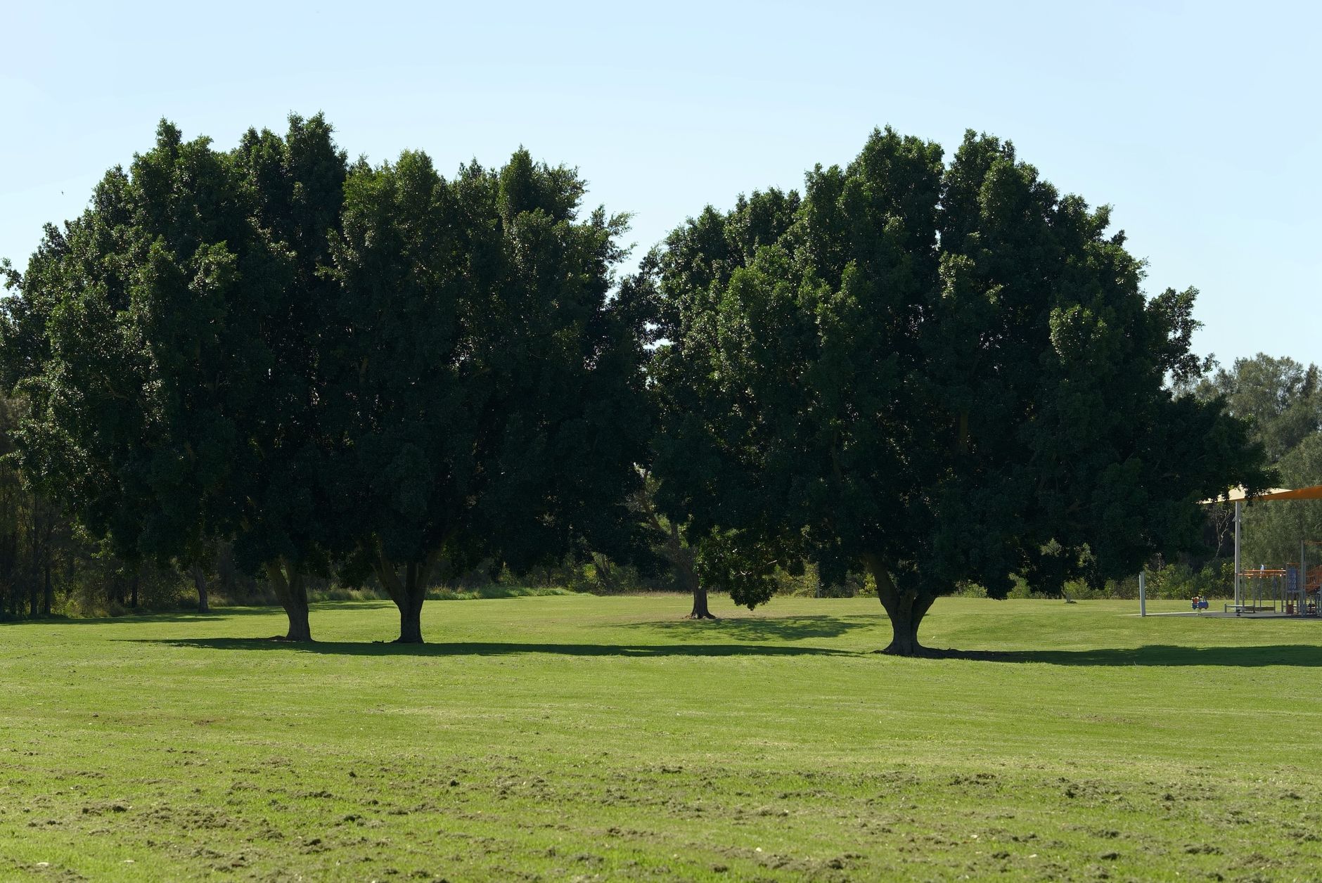 Beautiful trees in a sunny park in Sydney, Australia, showcasing nature's serenity.