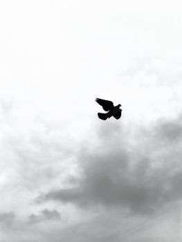 一只鸟的剪影在多云的天空中飞翔，象征着自由与宁静。 - 相关推荐