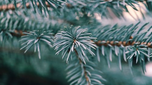 Free Detailed image of frosted pine needles capturing winter essence. Stock Photo