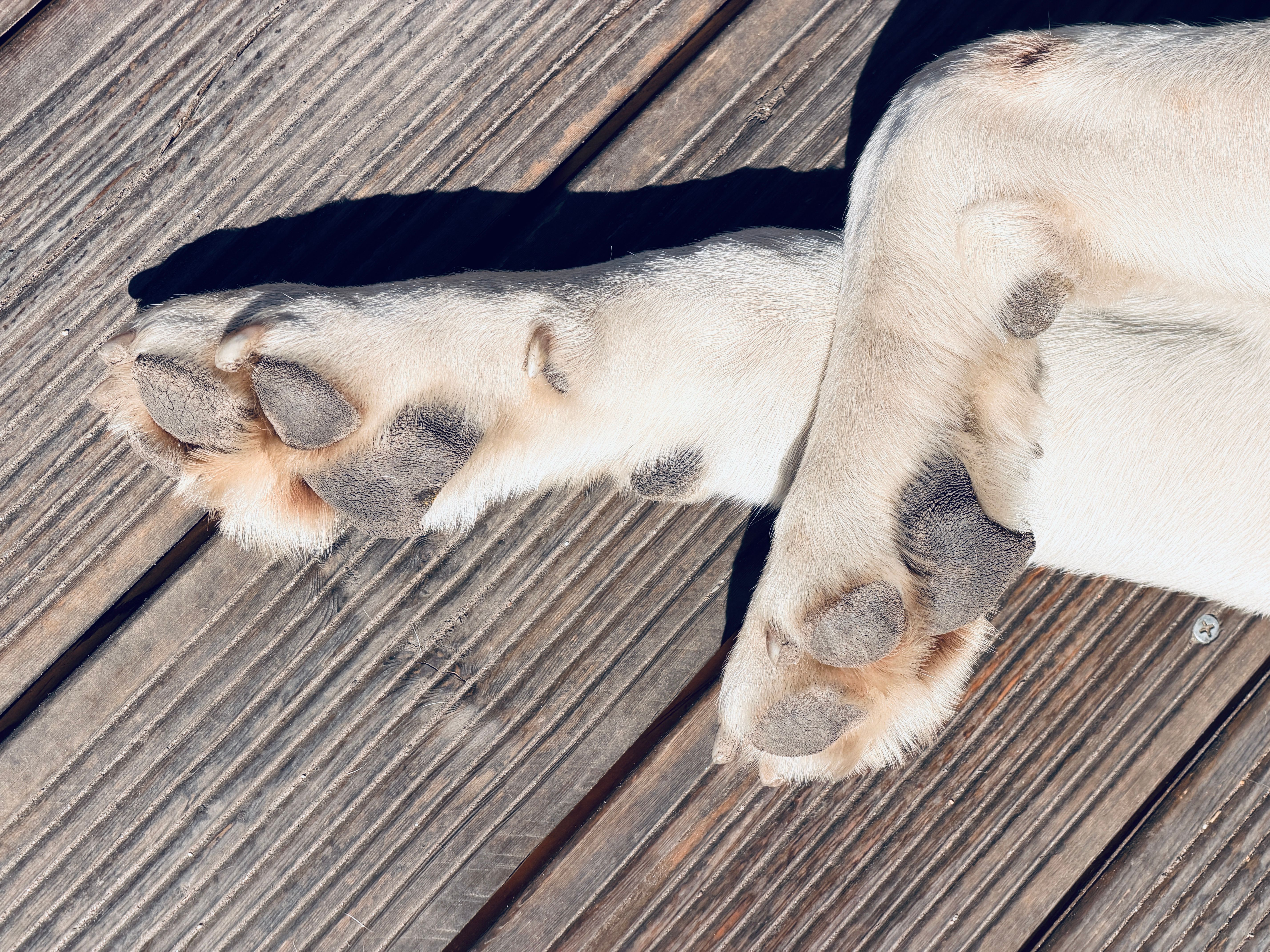 Cicatrisation Coussinet Chien : Temps et Soins