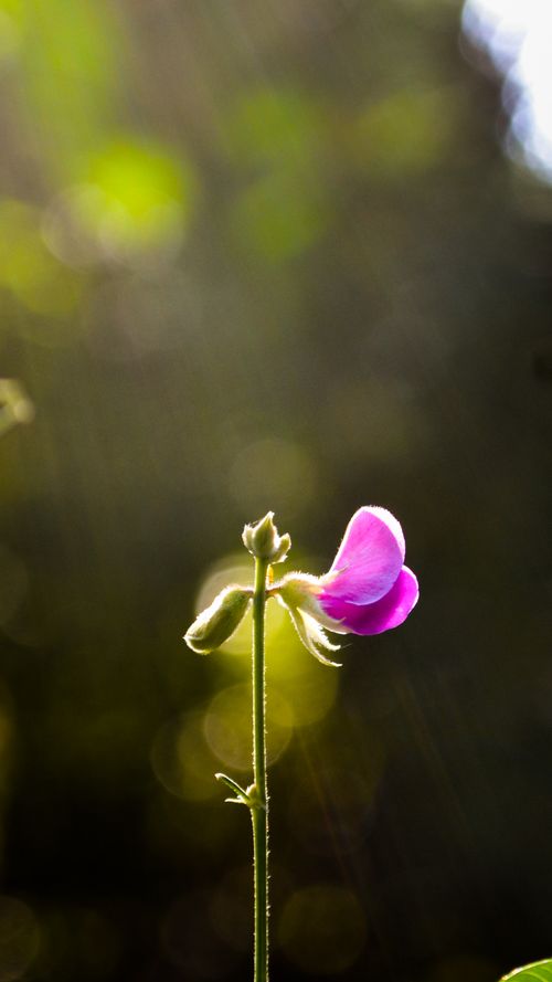 Free A vibrant pink flower blooms gracefully, illuminated by sunlight beams in Kanniyakumari, India. Stock Photo