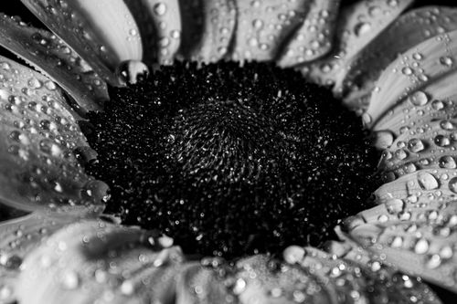 Free Close-up of a black and white flower covered in water droplets creating a dramatic effect. Stock Photo