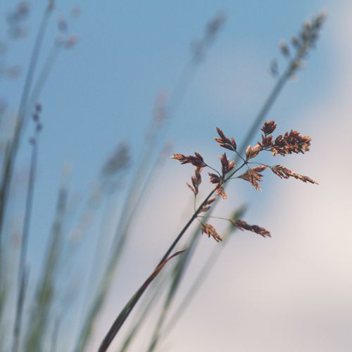 Free Delicate grass close-up with a blue sky and clouds background captures the essence of tranquility. Stock Photo