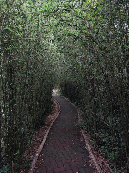 Free A tranquil path through dense bamboo in Baguio, Philippines, perfect for peaceful walks and nature exploration. Stock Photo