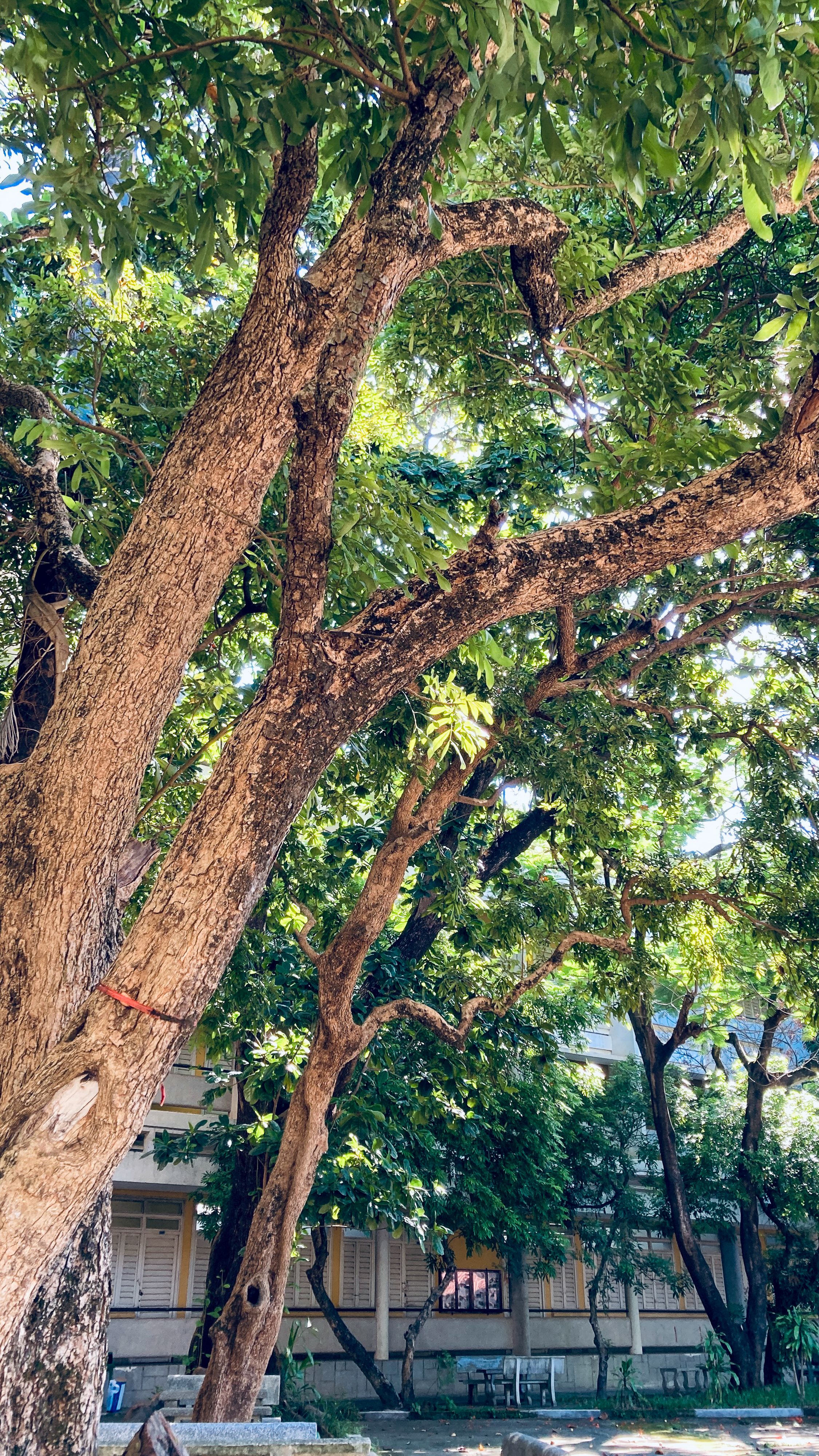 Lush green trees creating a peaceful canopy at a park in Hue, Vietnam.