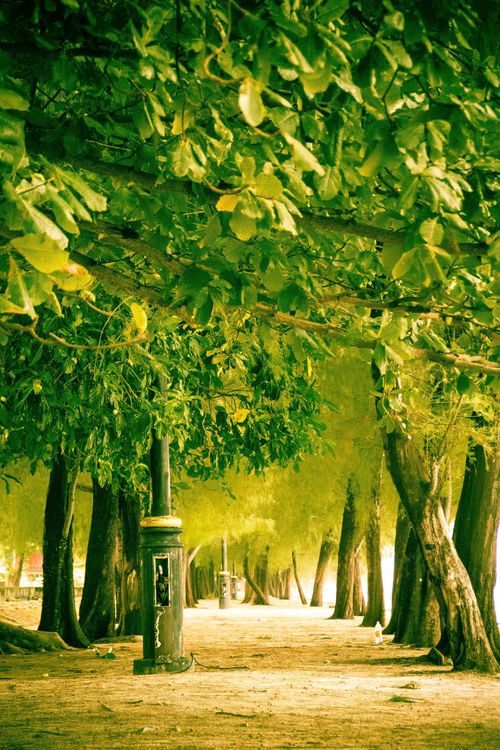 Free stock photo of dirt trail, green foliage, lamp post Stock Photo