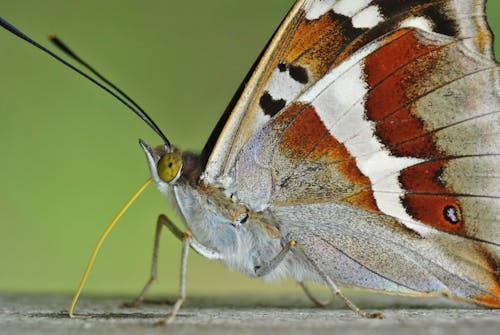 Close-Up Photo Of Moth