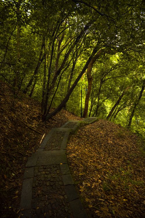 Free A tranquil stone path winding through a vibrant, lush green forest. Stock Photo